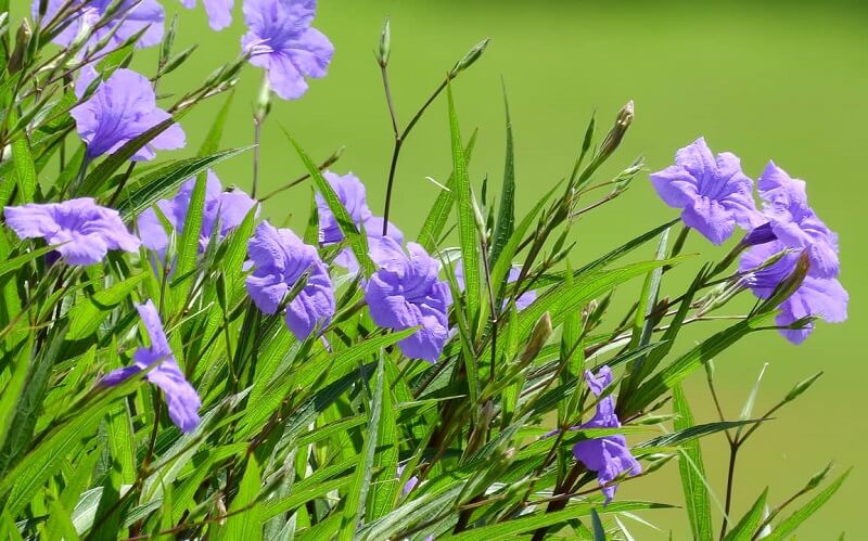 cach-cham-soc-hoa-chieu-tim cách chăm sóc hoa chiều tím