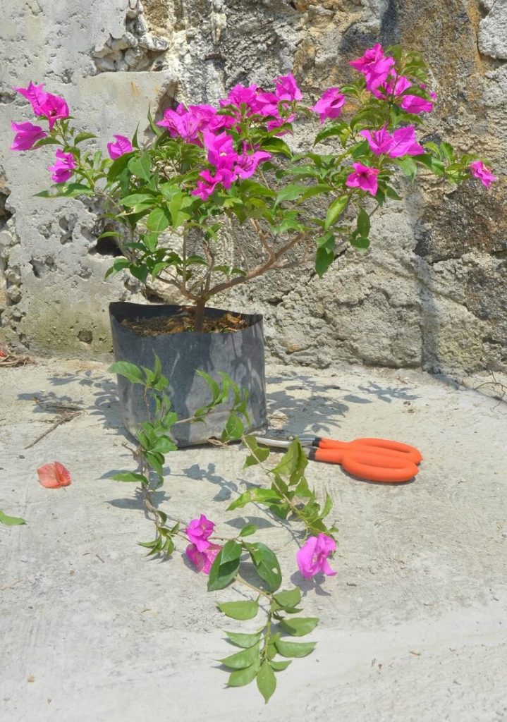 cach-cham-soc-hoa-giay-trong-chau-3-719x1024-1 cách chăm sóc hoa giấy trong chậu