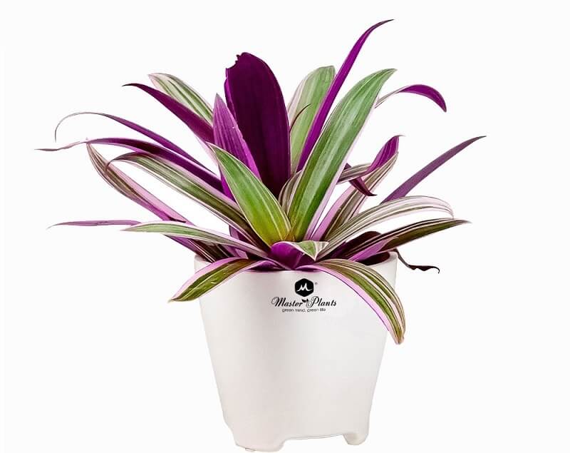 cay-bay-sac-cau-vong