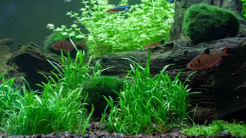 cay-co-thia-trong-ho-thuy-sinh cây cỏ thìa trong hồ thủy sinh