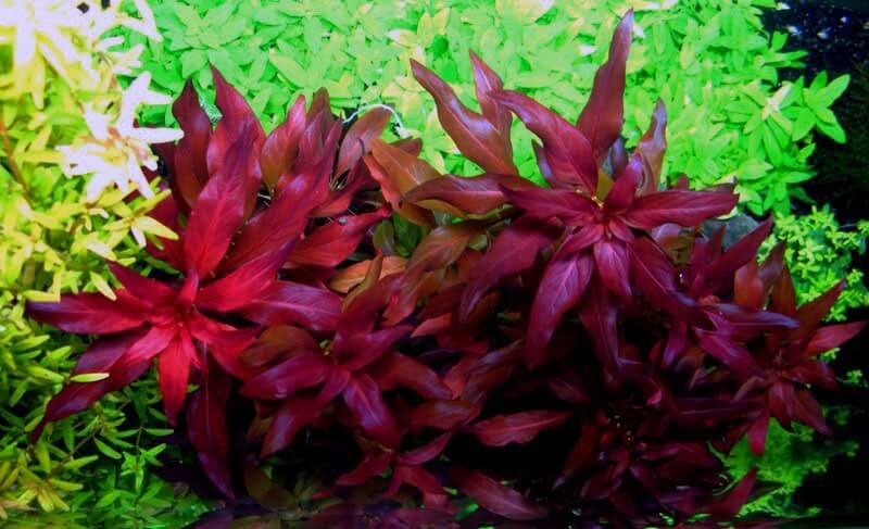 cay-dai-hong-diep-thuy-sinh