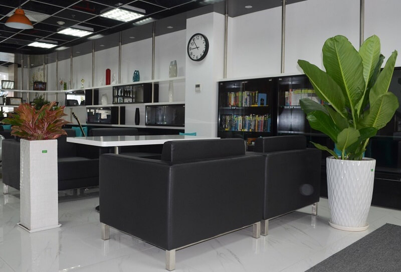 cay-dai-phu-gia-3 cây đại phú gia