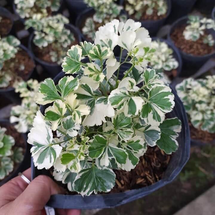 cay-dinh-lang-cam-thach