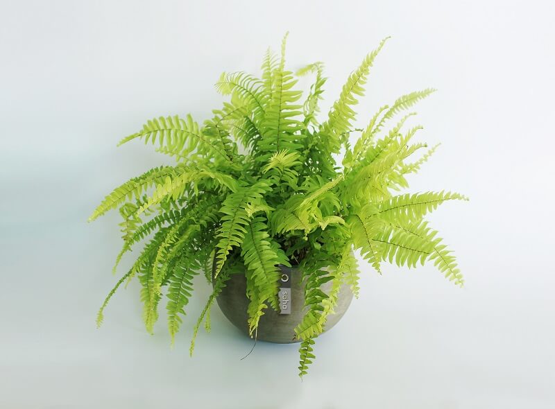 cay-duong-xi cây dương xỉ