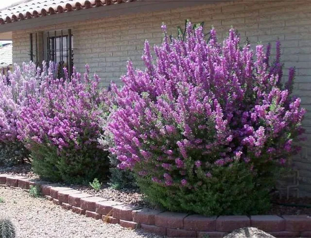 Cây hoa tuyết sơn trang trí sân vườn