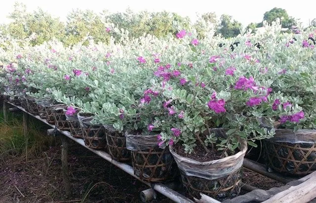 Cây tuyết sơn đạt kích thước có thể trồng ra đất