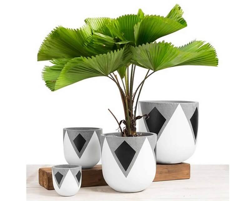 cay-ke-nhat-5 cây kè nhật