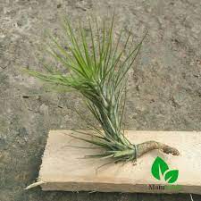 cay-khong-khi-duoi-cao