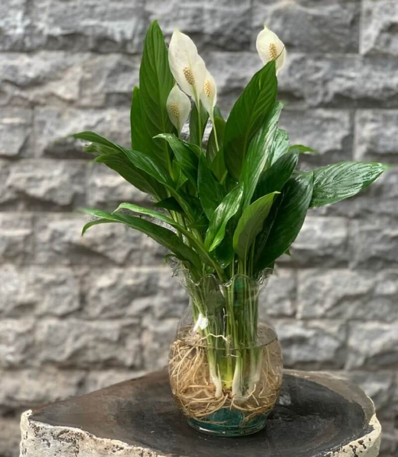 cay-lan-nhu-y Cây Lan Như Ý