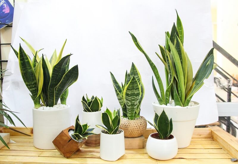 cay-luoi-ho-co-tac-dung-gi cây lưỡi hổ có tác dụng gì