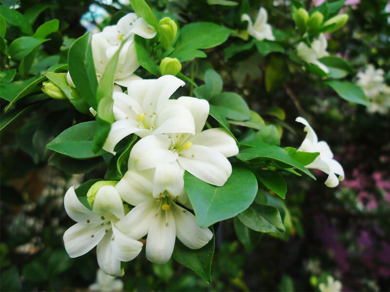 cay-nguyet-que cây nguyệt quế