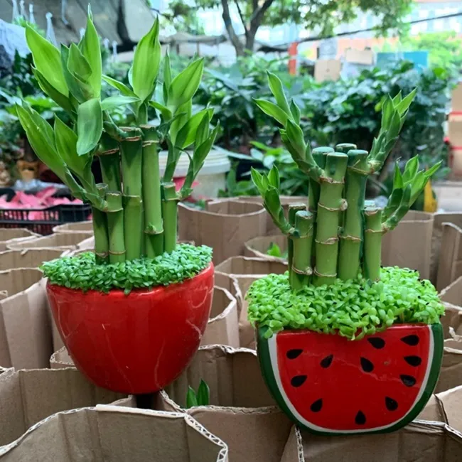 Chăm sóc cây phát lộc không hề khó