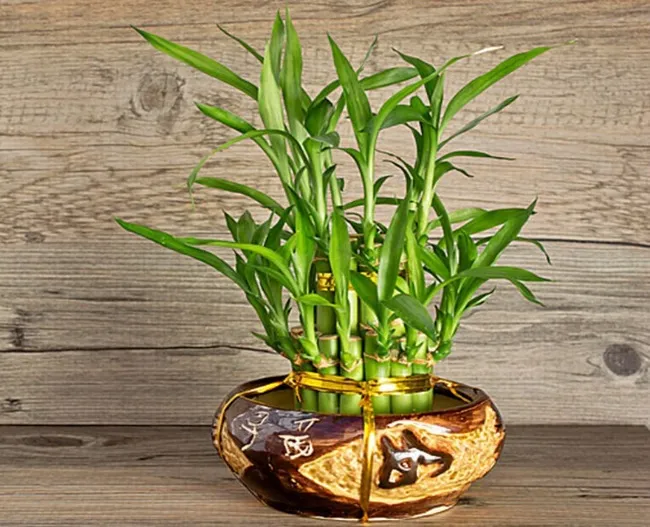 Số lượng cây trong chậu mang ý nghĩa khác nhau