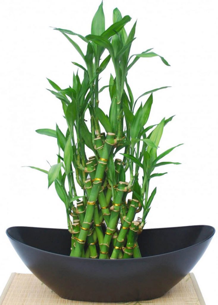 cay-phat-tai-phat-loc-1-734x1024-1 cây phát tài phát lộc