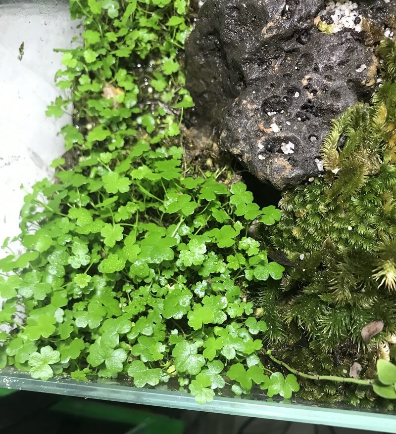 cay-rau-ma-huong-ban-can