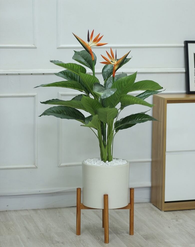 cay-thien-dieu-trong-trong-nha-1 cây thiên điểu trồng trong nhà