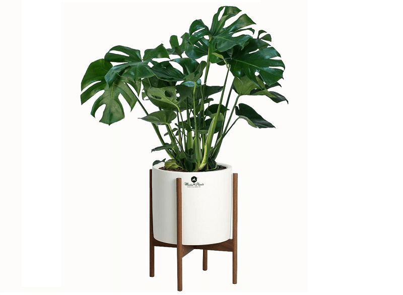 cay-trau-ba-la-xe cây trầu bà lá xẻ