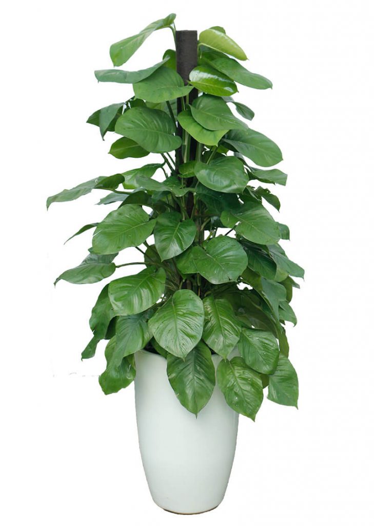 cay-trau-ba-leo-cot-729x1024-1 cây trầu bà leo cột