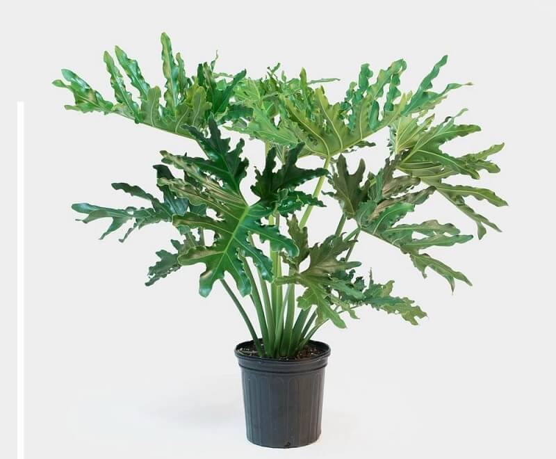 cay-trau-ba-thanh-xuan