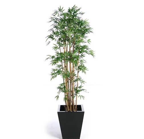 cây trúc quân tử