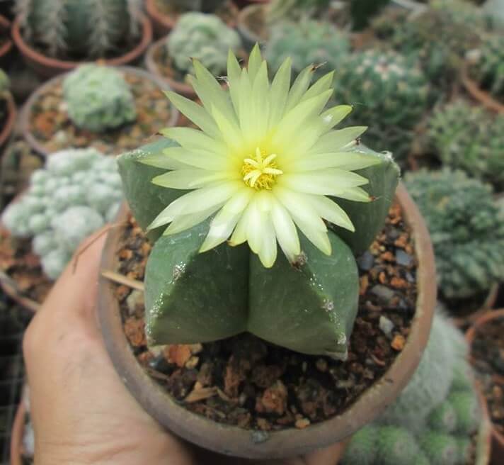 cay-xuong-rong-astro