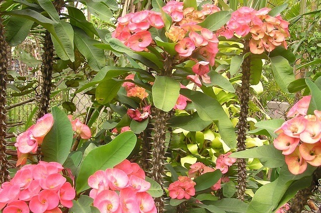 cay-xuong-rong-bat-tien