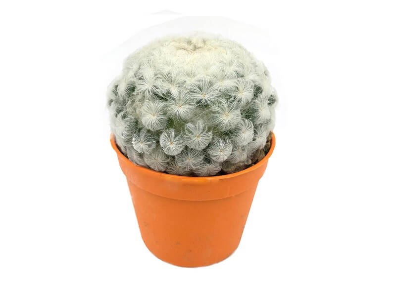 cay-xuong-rong-bong-gon