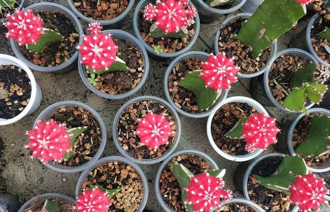 cay-xuong-rong-hong-ngoc