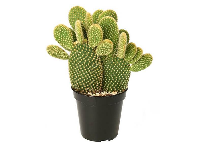 cay-xuong-rong-tai-tho