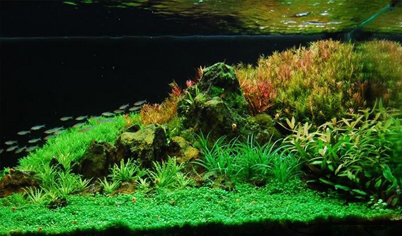 ho-thuy-sinh-dep-3 hồ thủy sinh đẹp
