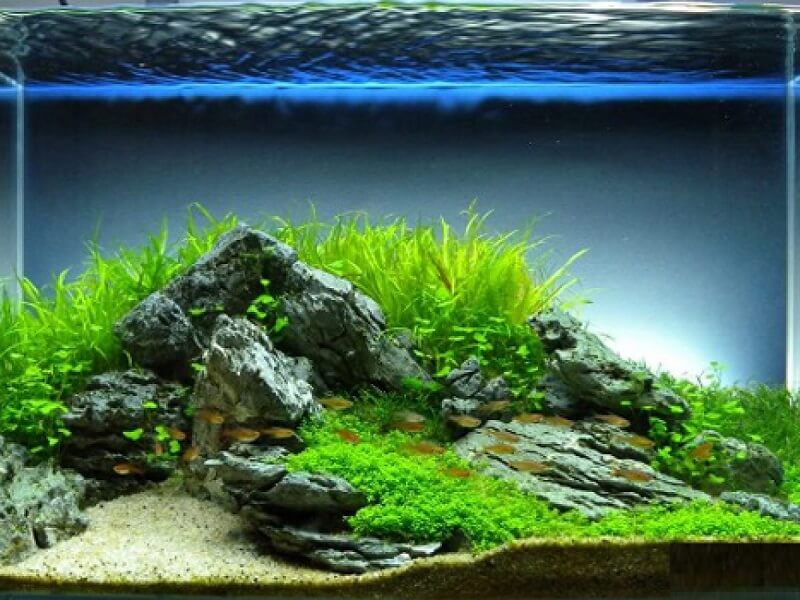 ho-thuy-sinh-dep-4 hồ thủy sinh đẹp