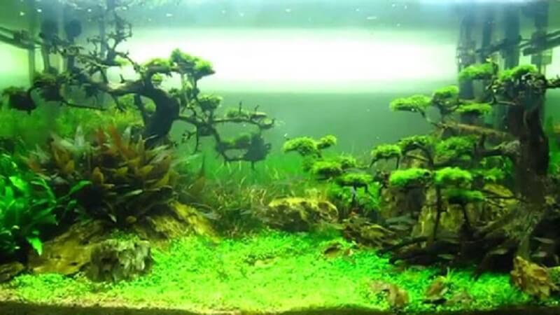 ho-thuy-sinh-dep-5 hồ thủy sinh đẹp
