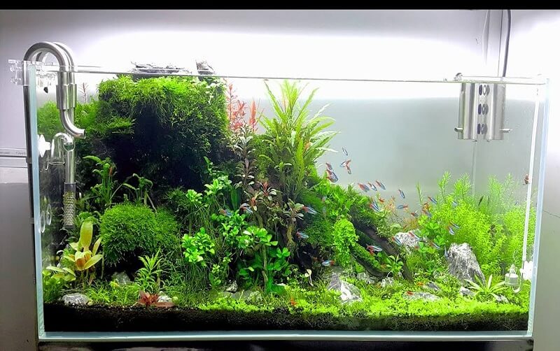 ho-thuy-sinh-dep-7 hồ thủy sinh đẹp