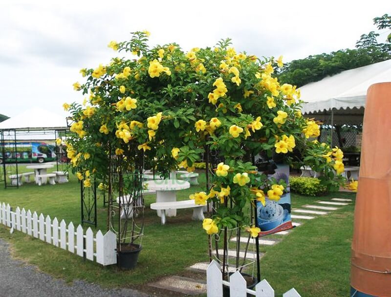 hoa-day-leo-huynh-anh-1 Hoa dây leo Huỳnh Anh