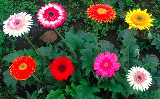 hoa-dong-tien-2 cây hoa đồng tiền