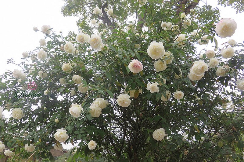 hoa-hong-bach-xep-nam-dinh-1 hoa hồng bạch xếp Nam Định