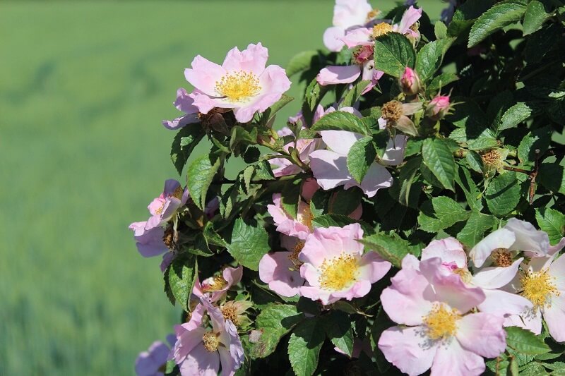 hoa-hong-carolina-1 Hoa hồng Carolina