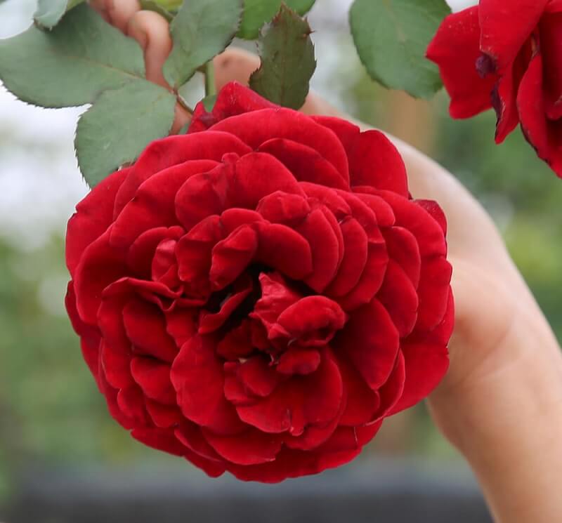 hoa-hong-co-son-la Hoa hồng cổ Sơn La