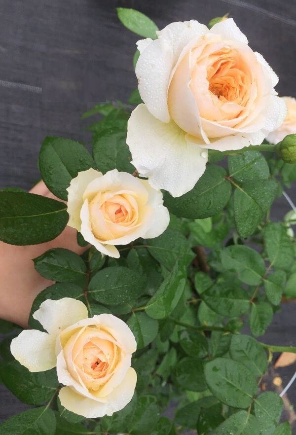 hoa-hong-juliet-1 Hoa hồng Juliet