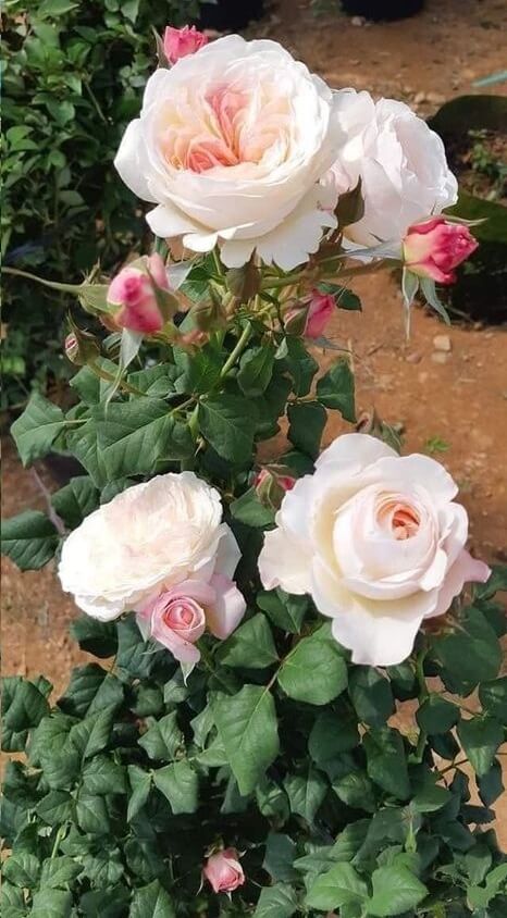 hoa-hong-keria-1 Hoa hồng Keria