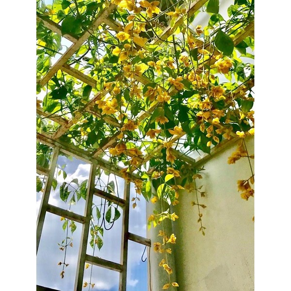 Hoa lan Hoàng Dương thích hợp để trang trí cho không gian ban công, sân vườn