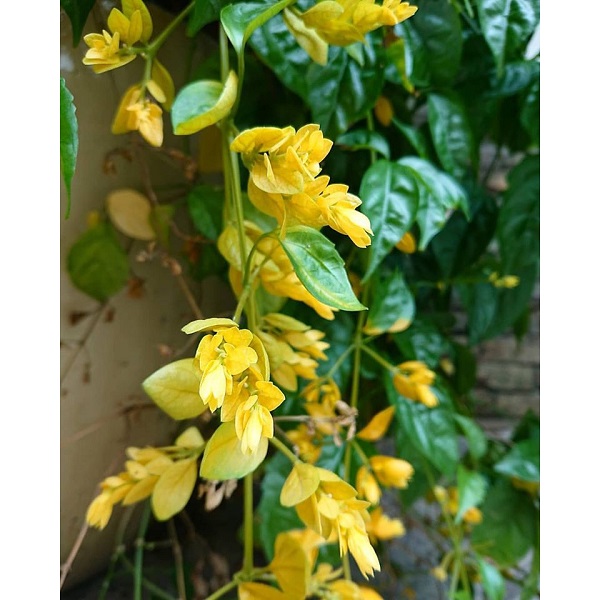 Hoa lan hoàng dương cần được trồng trên đất có độ tơi xốp cao