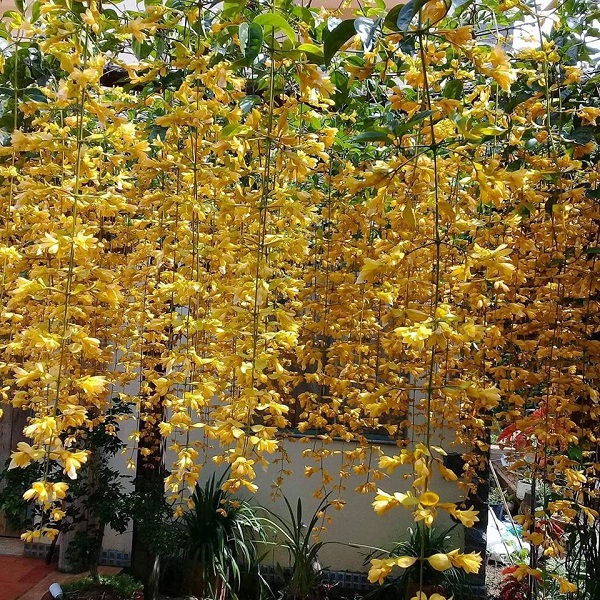 Thông thường, cứ 2 - 3 ngày bạn mới cần tưới cho hoa lan 1 lần