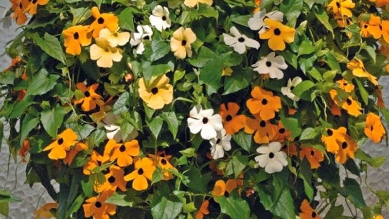 hoa-mat-huyen Hoa mắt huyền