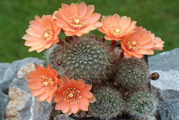 hoa-xuong-rong-alogarden