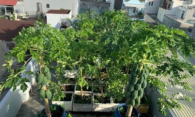 nen-trong-cay-an-qua-gi-trong-vuon-nha-1 nên trồng cây ăn quả gì trong vườn nhà