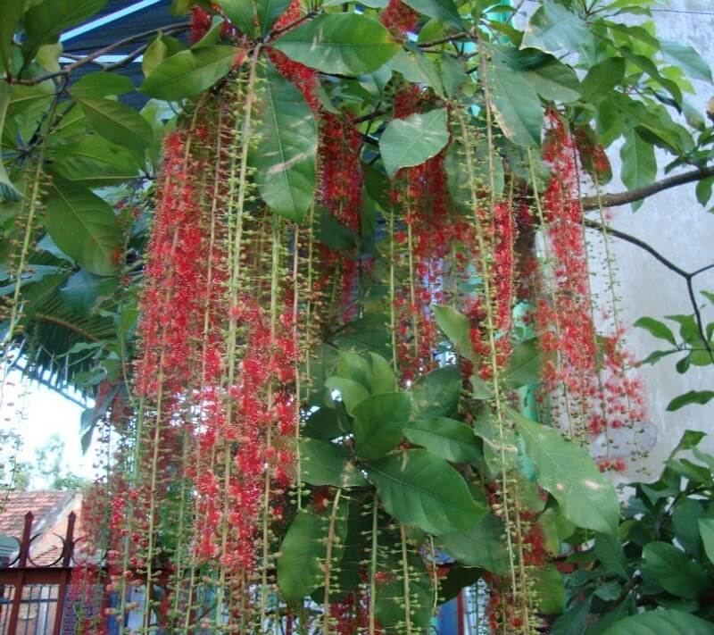 nhanh-cay-loc-vung Nhánh cây lộc vừng