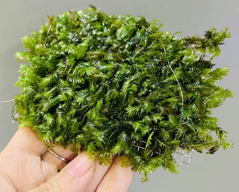 reu-phuong-vi-dai-1 rêu phượng vĩ đài