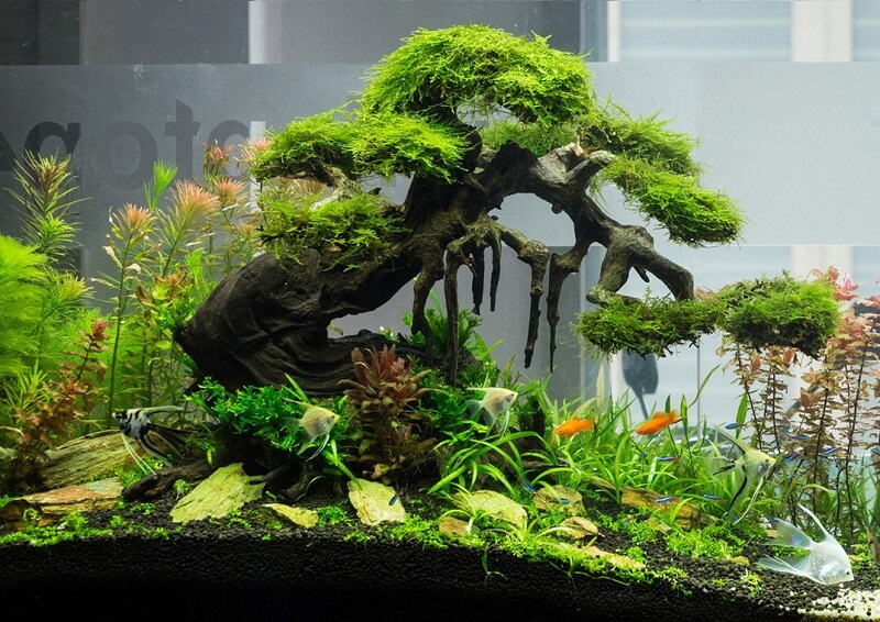 reu-phuong-vi-dai rêu phượng vĩ đài