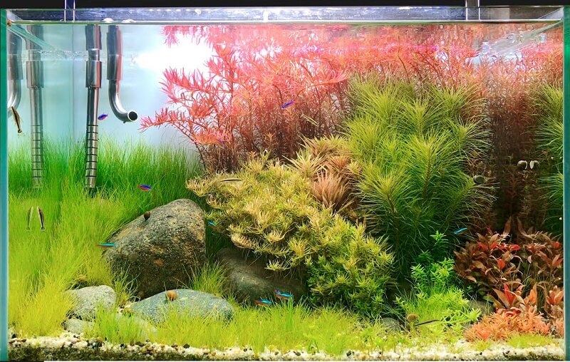 rong-la-lieu-trong-ho-thuy-sinh rong lá liễu trong hồ thủy sinh